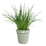 green basics growpot 11cm stone green